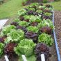 Time to sow Lettuce