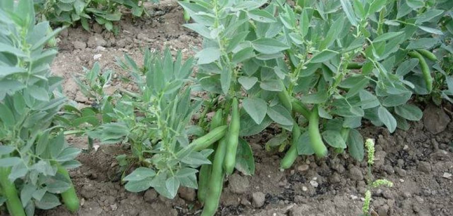 Looking after your Broad Beans