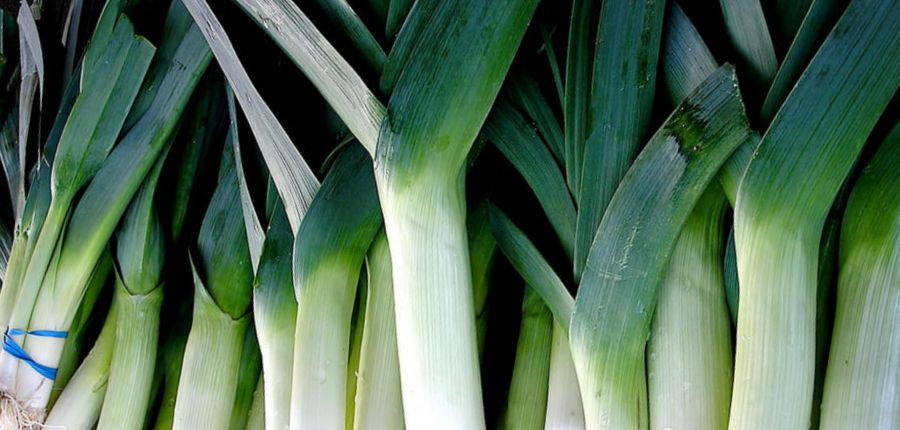 Making good use of space – time to plant leeks