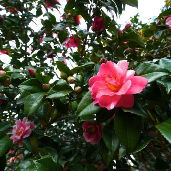 Camellias - and how to care for them