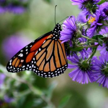 Attracting Butterflies To Your Garden