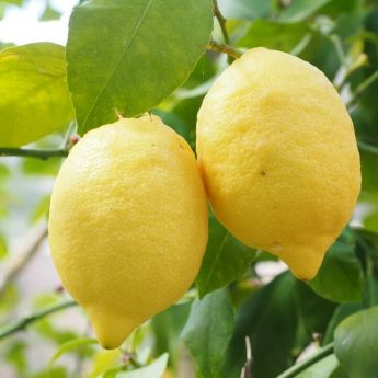 Growing Lemons and other citrus fruits