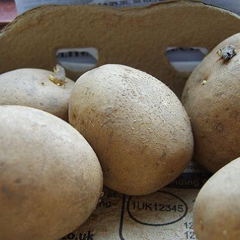 Seed potatoes