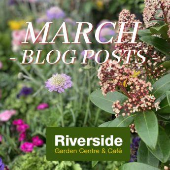 March Blog Posts