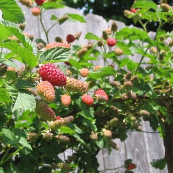 Spectacular Loganberry and Tayberry plants