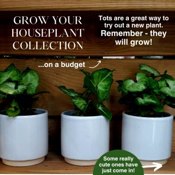 Houseplants for Students