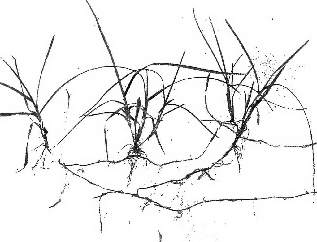 Keeping on top of weeds