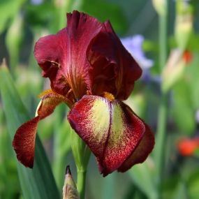 Iris (Rhizomatous)