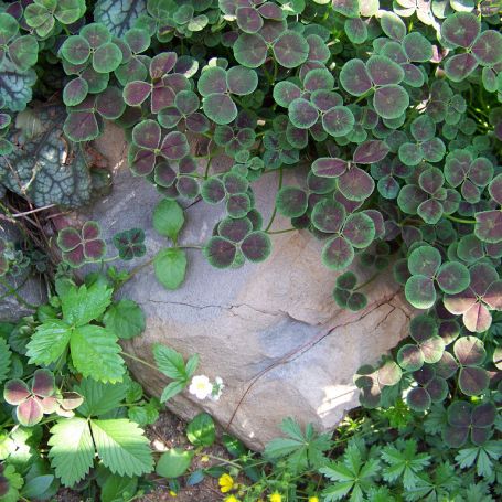 Trifolium repens 'Purpurascens' main image