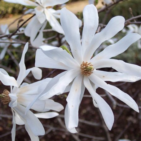 Magnolia stellata  main image