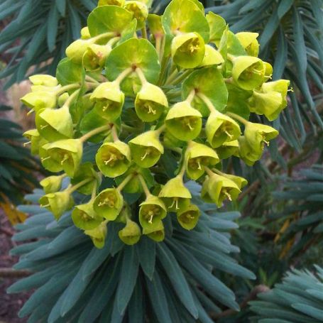 Euphorbia characias 'ssp. wulfenii' main image