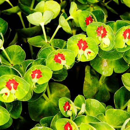 Euphorbia x martinii main image