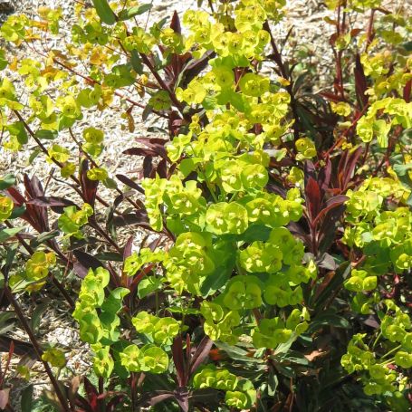 Euphorbia amygdaloides 'Purpurea' main image