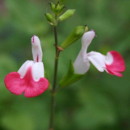 Salvia x jamensis 'Hot Lips' main image