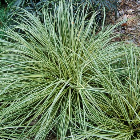 Carex 'Evergold' main image