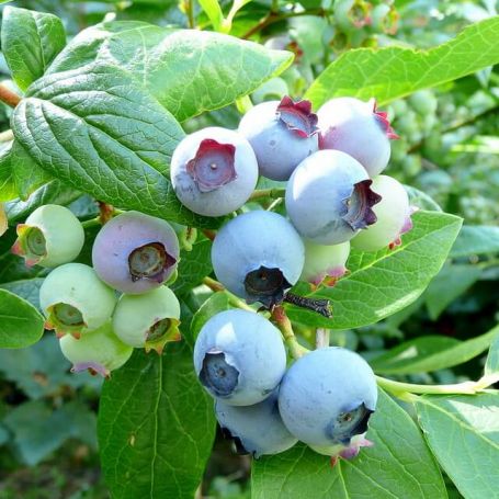 Blueberry 'Bluecrop' main image