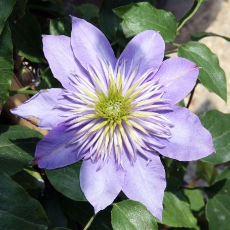 Clematis 'Crystal Fountain' main image