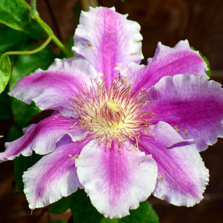 Clematis 'Doctor Ruppel' main image