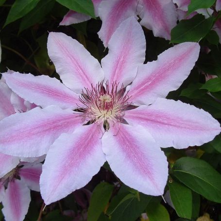 Clematis 'Nelly Moser' main image