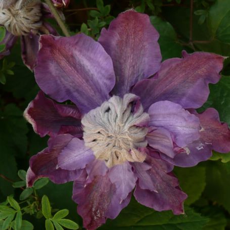 Clematis 'Vyvyan Pennell' main image