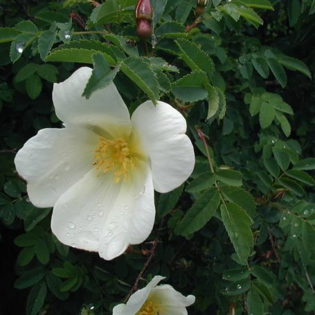 Rose rugosa 'Alba' main image
