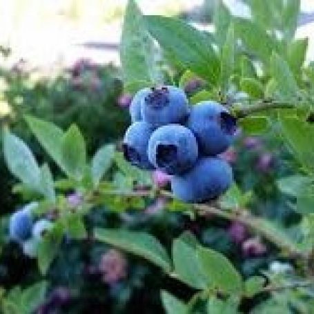 Blueberry 'Darrow' main image