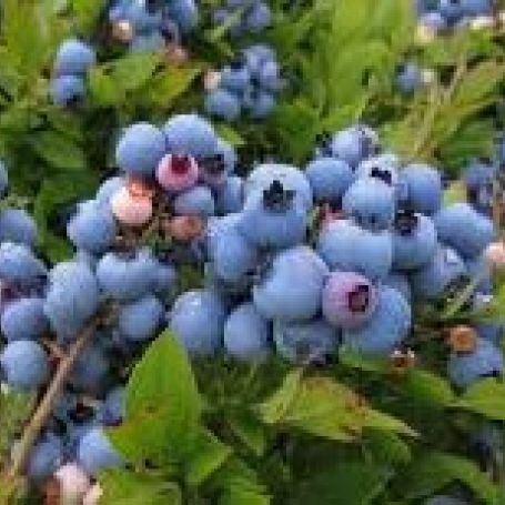 Blueberry 'Earliblue' main image