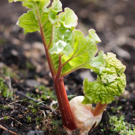 Rhubarb 'Timperley Early' main image