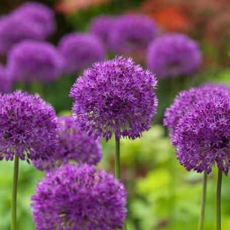 Allium 'Purple Sensation' main image