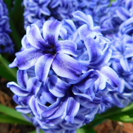 Hyacinth 'Blue Jacket' main image