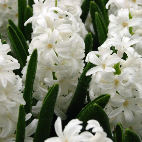 Hyacinth 'Carnegie' main image