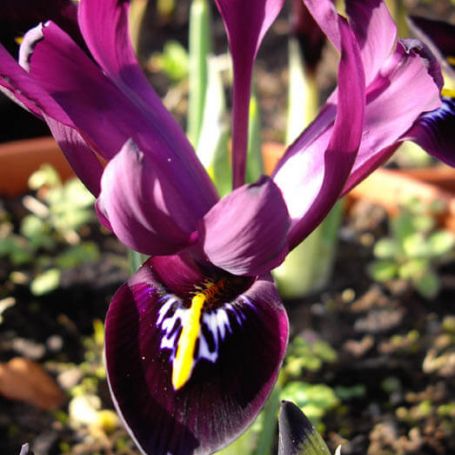 Iris histroides 'George' main image
