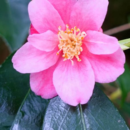 Camellia 'Cornish Spring' main image