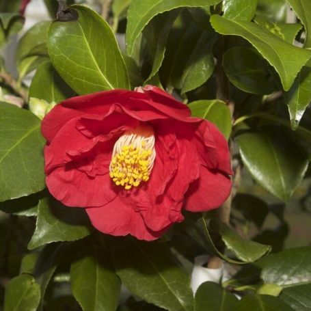 Camellia japonica 'Blood of China' main image