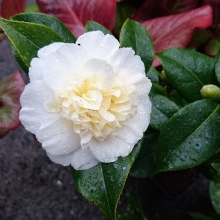 Camellia japonica 'Brushfield Yellow' main image