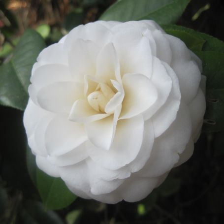 Camellia japonica 'Moshe Dayan' main image
