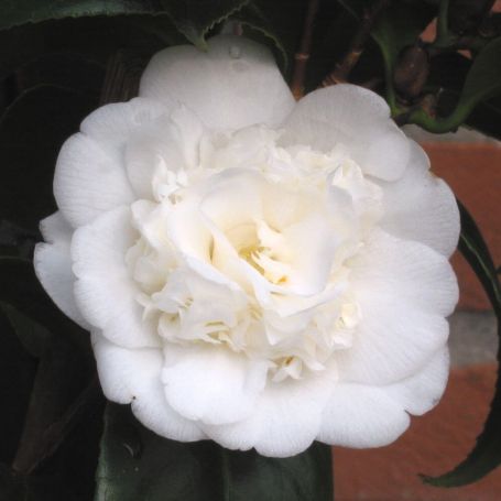 Camellia japonica 'Nobilissima' main image