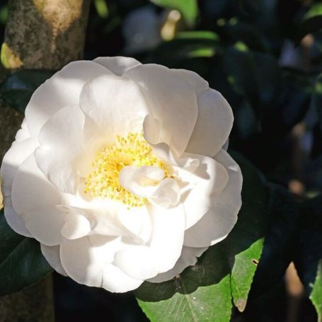 Camellia japonica 'Silver Anniversary' main image