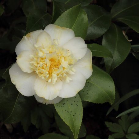 Camellia x williamsii 'Jurys Yellow' main image