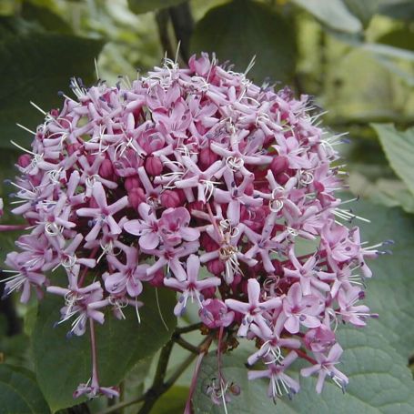 Clerodendrum bungei  main image