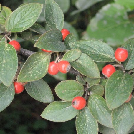 Cotoneaster 'franchetii' main image