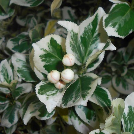 Euonymus fortunei 'Silver Queen' main image