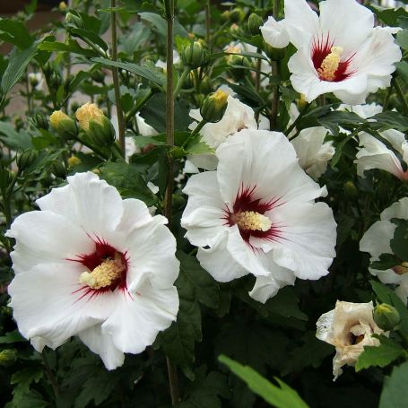 Hibiscus syriacus 'Red Heart' main image
