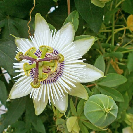 Passiflora 'White Lightening' main image