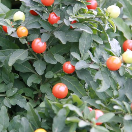 Solanum  main image