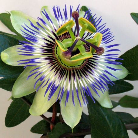 Passiflora 'Silly Cow' main image
