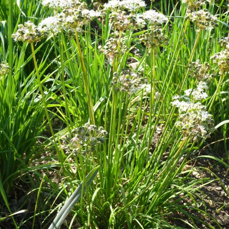 Allium tuberosum  main image