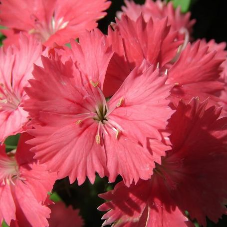 Dianthus 'Fire Star' main image