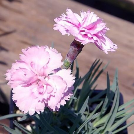 Dianthus 'Pikes Pink' main image