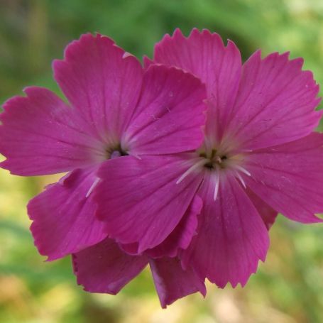 Dianthus carthusianorum 'Ruperts Pink' main image